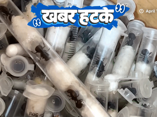 खबर हटके- केन्या में चींटी बेचकर करोड़पति बन रहे लोग:श्रीलंका से भारत तैरकर आएगा एक बच्चा; महिलाओं के कपड़ों पर लगेगा अर्थ टैक्स