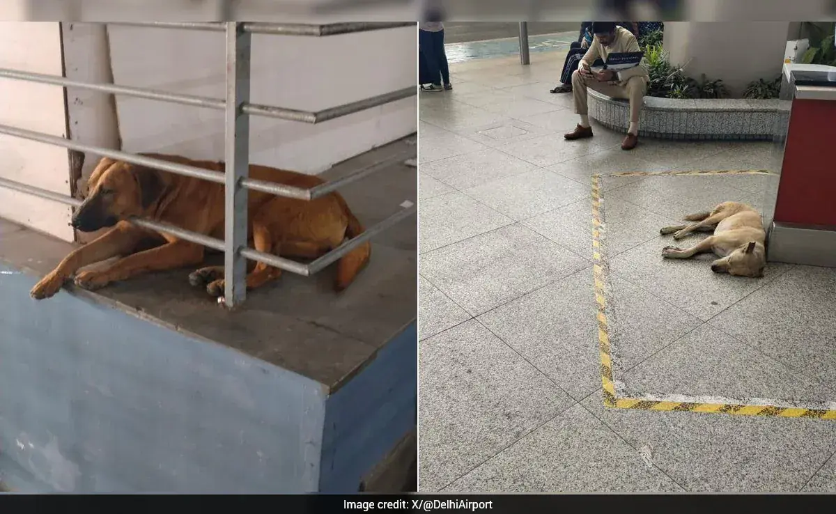 'कद्दू' की कहानी वायरल होने के बाद दिल्ली हवाईअड्डे ने आवारा कुत्तों को खाना खिलाने के बारे में सलाह जारी की