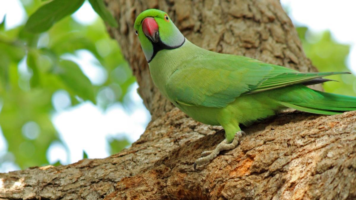 भारत में पहली बार घातक पक्षी वायरस PaBV-4 की पहचान की गई